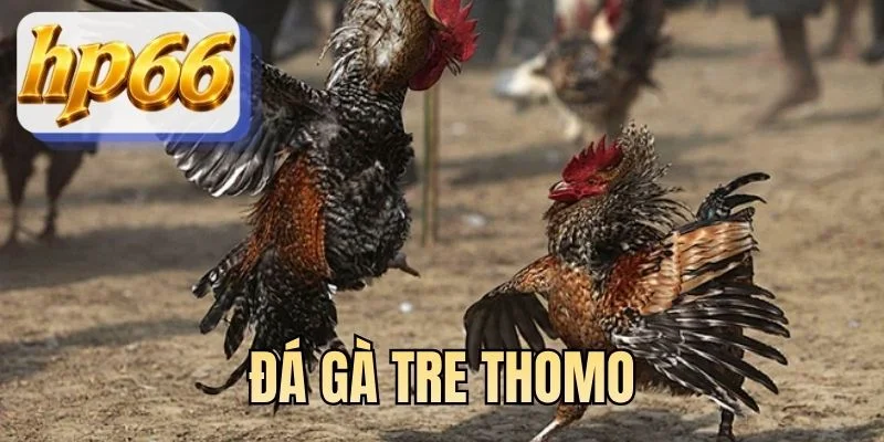 Đá gà tre thomo